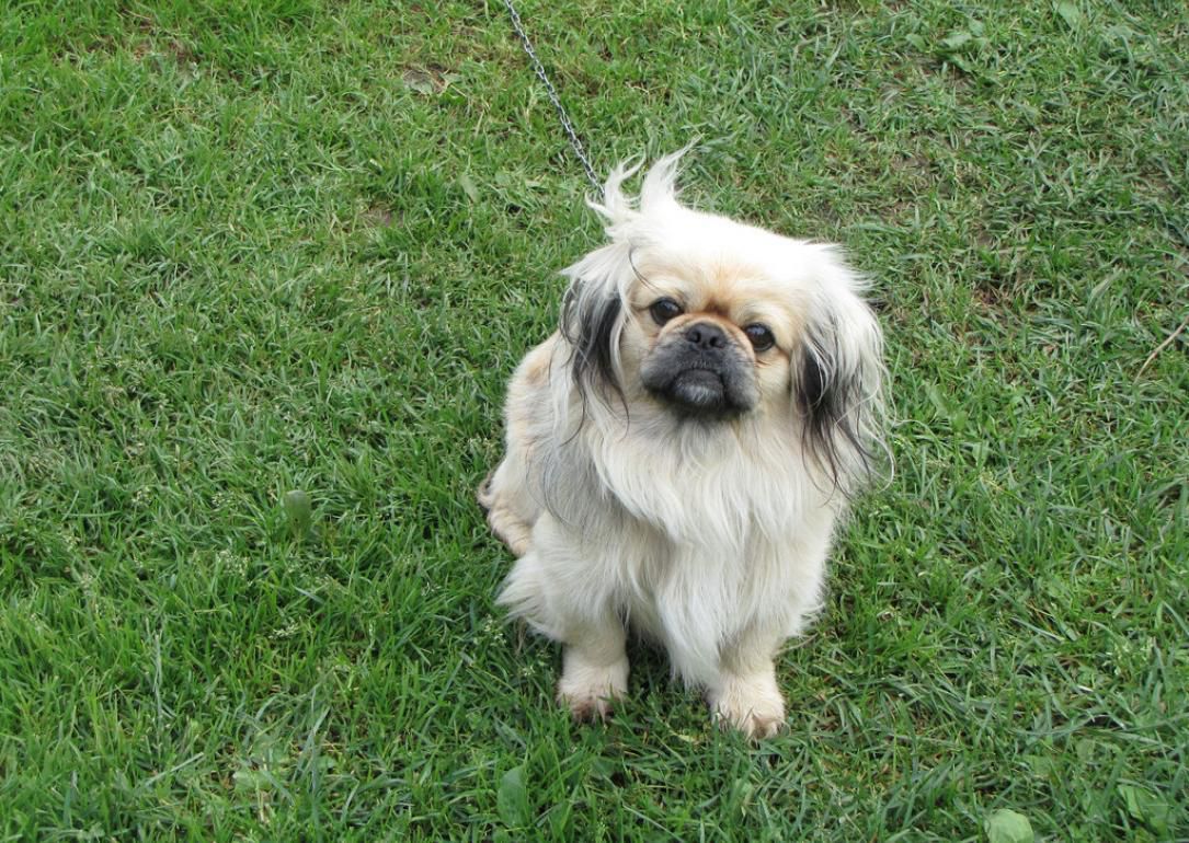 #24. Pekingese